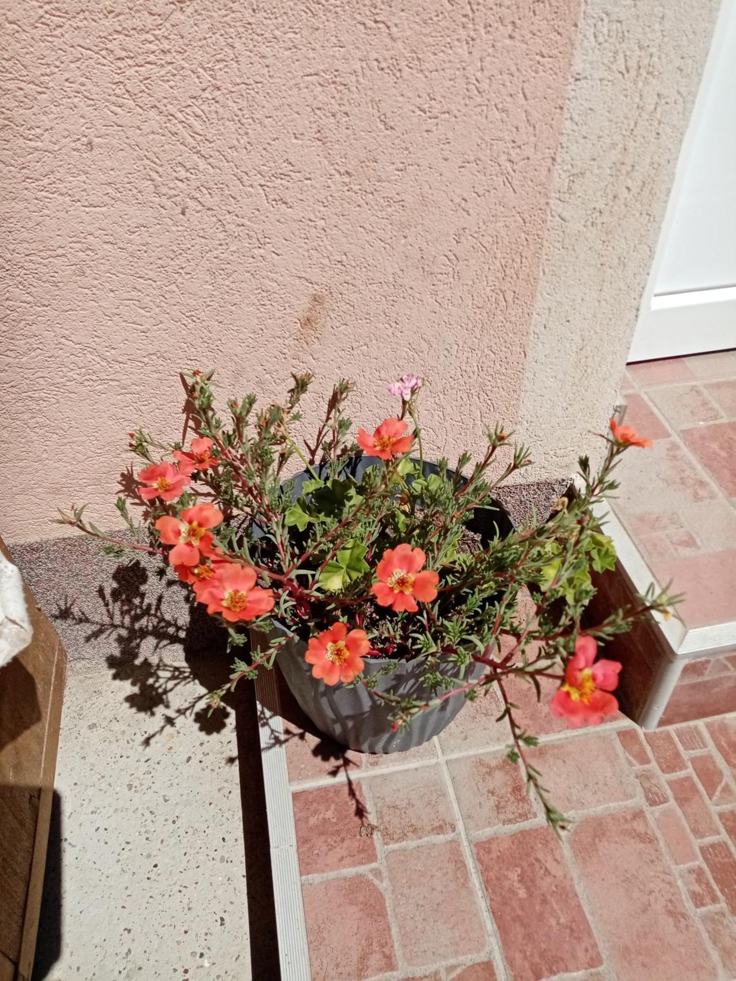 ורדניק Milica Apartmani מראה חיצוני תמונה