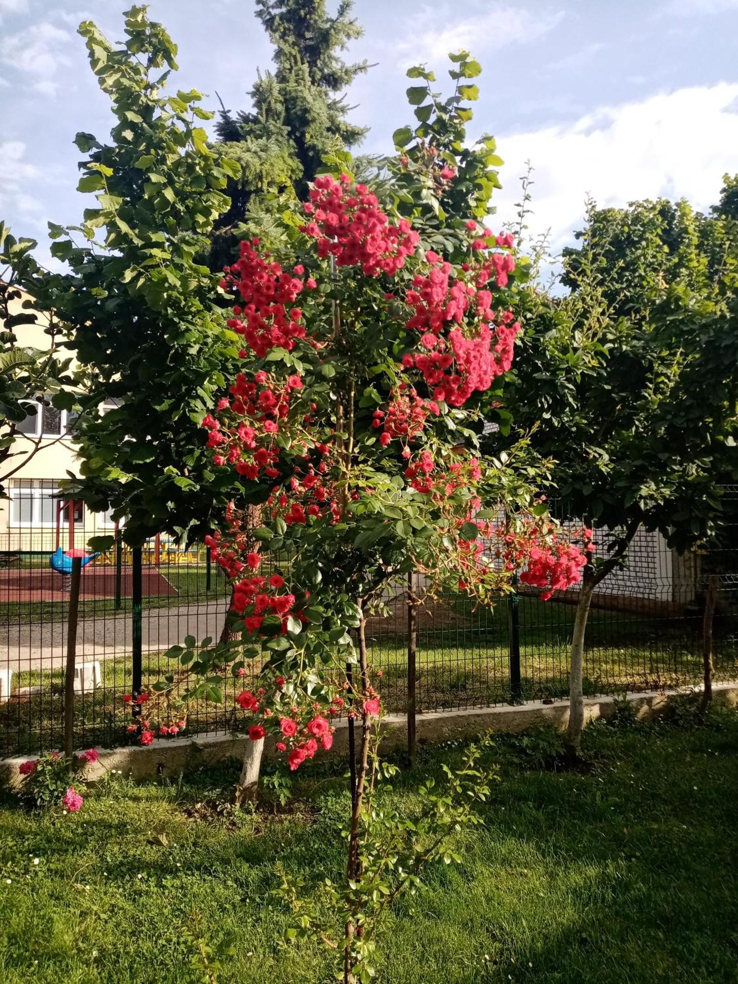ורדניק Milica Apartmani מראה חיצוני תמונה